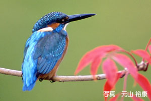 カワセミの写真