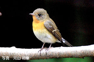 ムギマキの写真