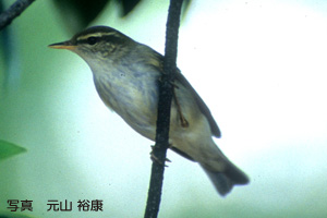 ハシビロガモの写真