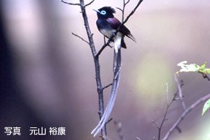 サンコウチョウの写真