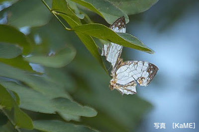 イシガケチョウ