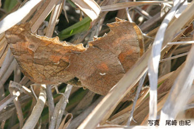 キタテハの交尾の写真