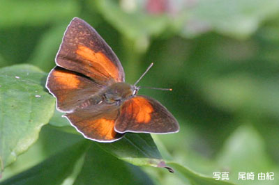 ウラギンシジミ夏型♀の写真