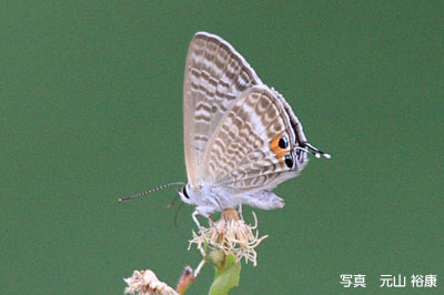 ウラナミシジミの写真