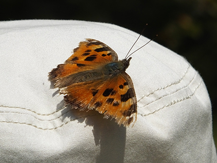 帽子にとまるヒシオドシチョウ