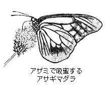 アザミで吸蜜するアサギマダラのイラスト