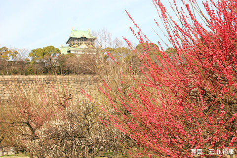 梅林の写真